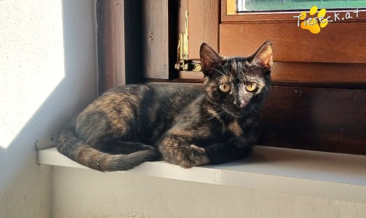 Katze Daisy (Foto by Tiereck.at - Lavanttaler Tierhilfe)