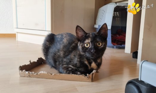 Katze Daisy (Foto by Tiereck.at - Lavanttaler Tierhilfe)