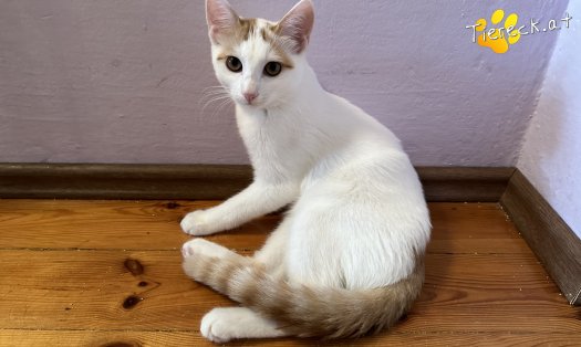 Katze Torti (Foto by Tiereck.at - Lavanttaler Tierhilfe)