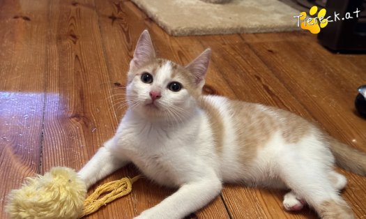Katze Hefti (Foto by Tiereck.at - Lavanttaler Tierhilfe)