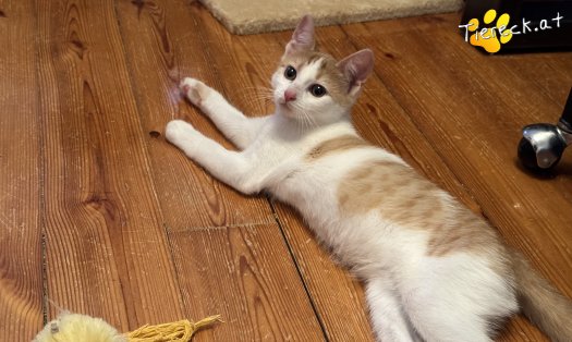 Katze Hefti (Foto by Tiereck.at - Lavanttaler Tierhilfe)