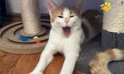 Katze Hefti (Foto by Tiereck.at - Lavanttaler Tierhilfe)