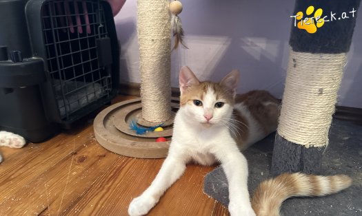 Katze Hefti (Foto by Tiereck.at - Lavanttaler Tierhilfe)