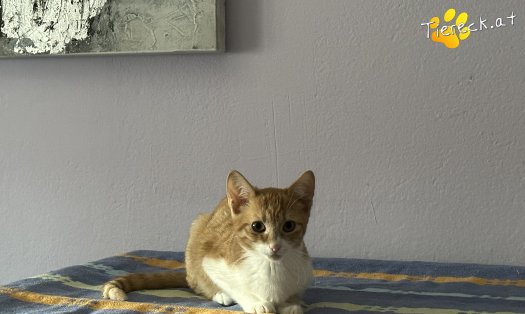 Katze Muffi (Foto by Tiereck.at - Lavanttaler Tierhilfe)