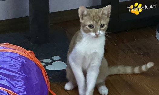 Katze Muffi (Foto by Tiereck.at - Lavanttaler Tierhilfe)