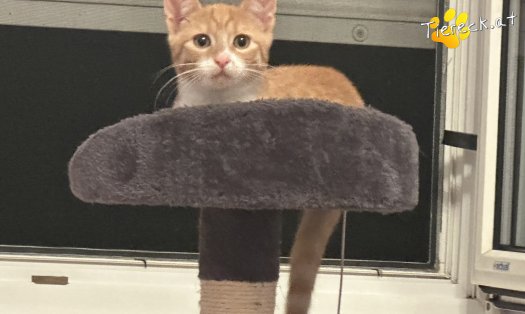 Katze Muffi (Foto by Tiereck.at - Lavanttaler Tierhilfe)