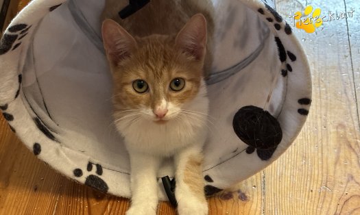 Katze Muffi (Foto by Tiereck.at - Lavanttaler Tierhilfe)