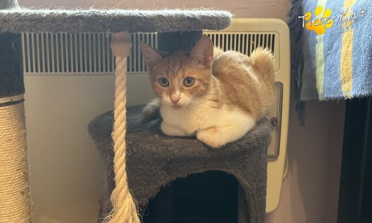 Katze Muffi (Foto by Tiereck.at - Lavanttaler Tierhilfe)