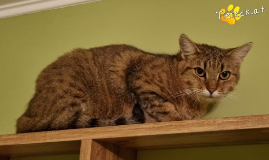 Katze Sonja (Foto by Tiereck.at - Lavanttaler Tierhilfe)