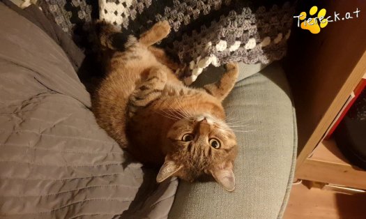 Katze Sonja (Foto by Tiereck.at - Lavanttaler Tierhilfe)