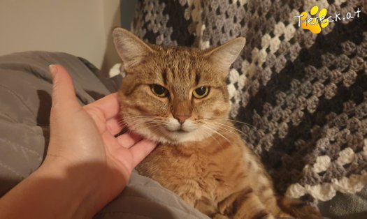 Katze Sonja (Foto by Tiereck.at - Lavanttaler Tierhilfe)