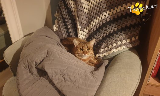 Katze Sonja (Foto by Tiereck.at - Lavanttaler Tierhilfe)