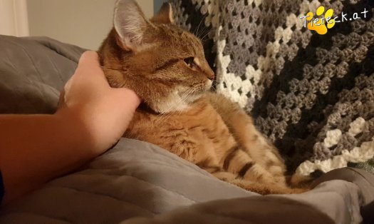 Katze Sonja (Foto by Tiereck.at - Lavanttaler Tierhilfe)