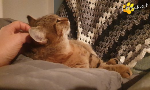 Katze Sonja (Foto by Tiereck.at - Lavanttaler Tierhilfe)