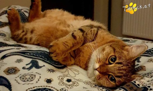 Katze Sonja (Foto by Tiereck.at - Lavanttaler Tierhilfe)