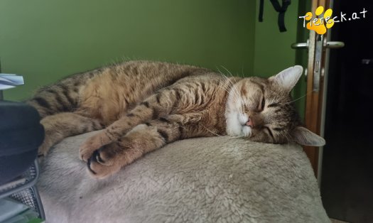 Katze Sonja (Foto by Tiereck.at - Lavanttaler Tierhilfe)
