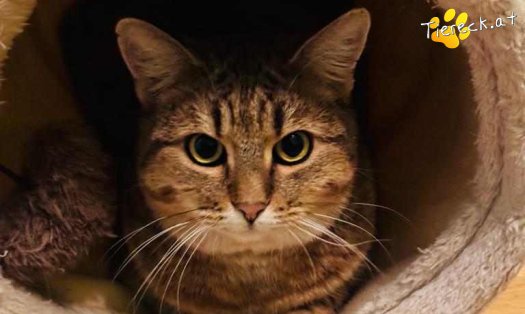 Katze Sonja (Foto by Tiereck.at - Lavanttaler Tierhilfe)