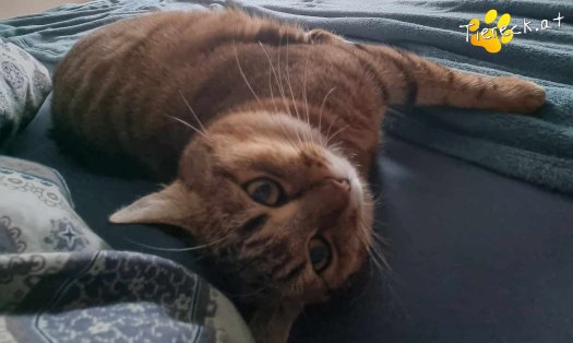Katze Sonja (Foto by Tiereck.at - Lavanttaler Tierhilfe)