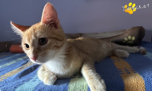 Katze Merlin (Foto by Tiereck.at - Lavanttaler Tierhilfe)