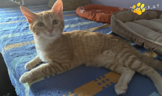Katze Merlin (Foto by Tiereck.at - Lavanttaler Tierhilfe)