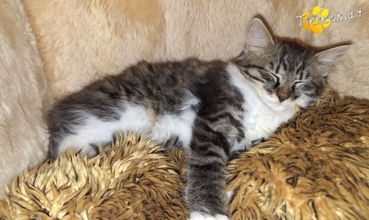 Katze Stormy (Foto by Birgit Avar)