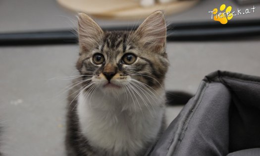 Katze Stormy (Foto by Tiereck.at - Lavanttaler Tierhilfe)