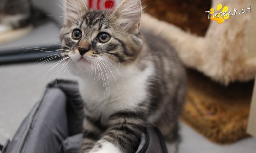 Katze Stormy (Foto by Tiereck.at - Lavanttaler Tierhilfe)