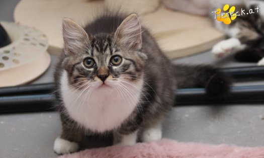 Katze Stormy (Foto by Tiereck.at - Lavanttaler Tierhilfe)