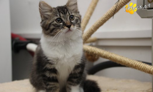 Katze Stormy (Foto by Tiereck.at - Lavanttaler Tierhilfe)