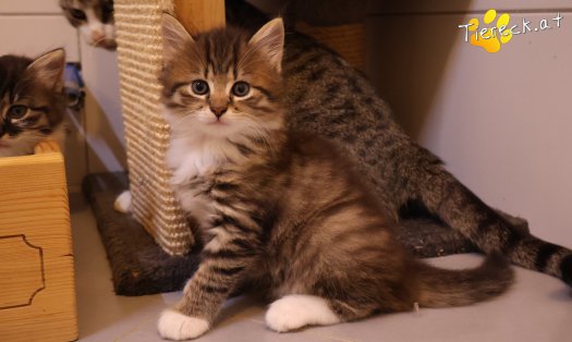Katze Smokey (Foto by Tiereck.at - Lavanttaler Tierhilfe)