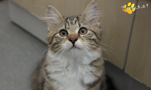 Katze Smokey (Foto by Tiereck.at - Lavanttaler Tierhilfe)