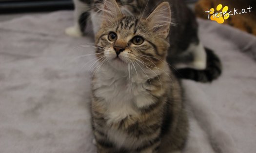 Katze Smokey (Foto by Tiereck.at - Lavanttaler Tierhilfe)