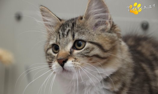 Katze Smokey (Foto by Tiereck.at - Lavanttaler Tierhilfe)