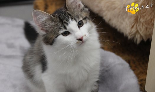 Katze Sunny (Foto by Tiereck.at - Lavanttaler Tierhilfe)