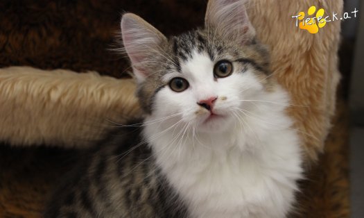 Katze Sunny (Foto by Tiereck.at - Lavanttaler Tierhilfe)