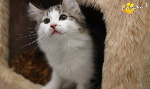 Katze Sunny (Foto by Tiereck.at - Lavanttaler Tierhilfe)