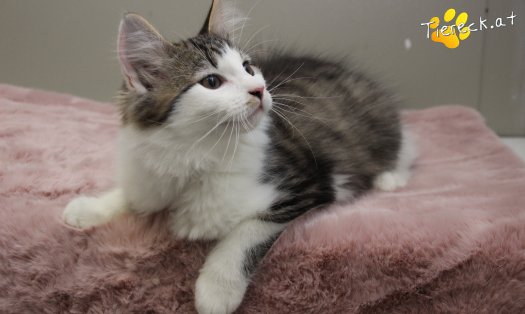 Katze Sunny (Foto by Tiereck.at - Lavanttaler Tierhilfe)