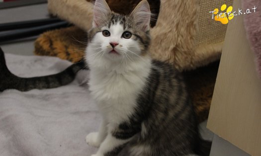 Katze Sunny (Foto by Tiereck.at - Lavanttaler Tierhilfe)