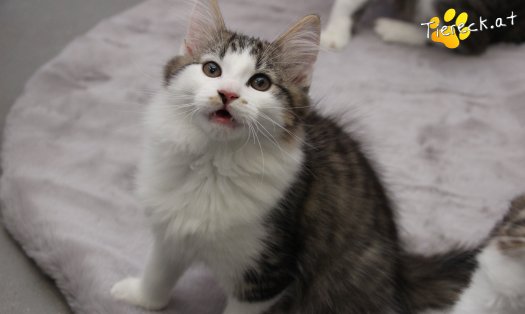 Katze Sunny (Foto by Tiereck.at - Lavanttaler Tierhilfe)