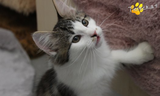Katze Sunny (Foto by Tiereck.at - Lavanttaler Tierhilfe)