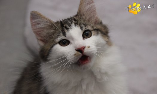 Katze Sunny (Foto by Tiereck.at - Lavanttaler Tierhilfe)