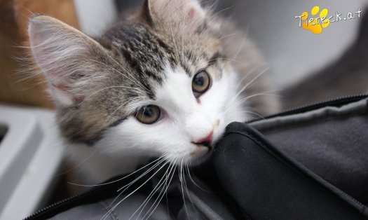 Katze Sunny (Foto by Tiereck.at - Lavanttaler Tierhilfe)