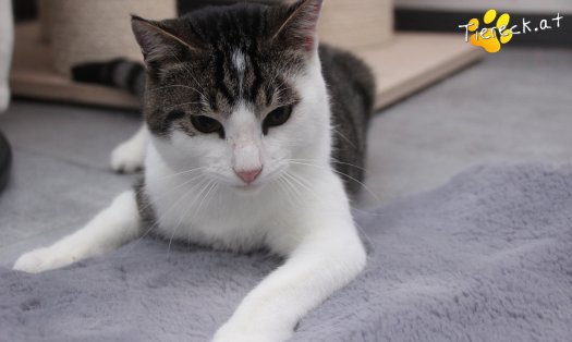 Katze Python (Foto by Tiereck.at - Lavanttaler Tierhilfe)