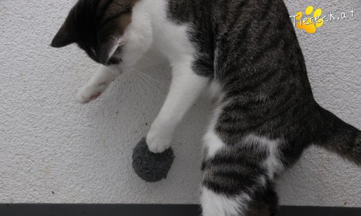 Katze Python (Foto by Tiereck.at - Lavanttaler Tierhilfe)