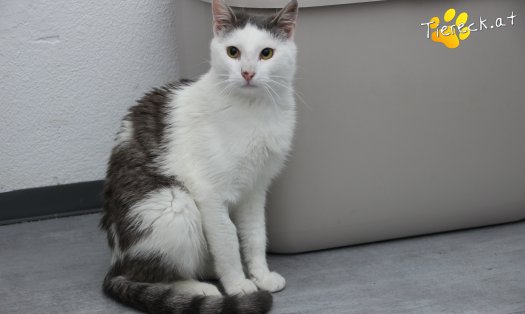 Katze Monty (Foto by Tiereck.at - Lavanttaler Tierhilfe)