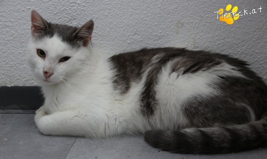 Katze Monty (Foto by Tiereck.at - Lavanttaler Tierhilfe)
