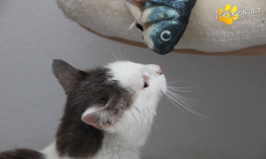 Katze Monty (Foto by Tiereck.at - Lavanttaler Tierhilfe)