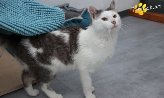 Katze Monty (Foto by Tiereck.at - Lavanttaler Tierhilfe)