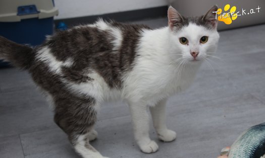 Katze Monty (Foto by Tiereck.at - Lavanttaler Tierhilfe)
