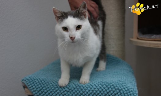 Katze Monty (Foto by Tiereck.at - Lavanttaler Tierhilfe)